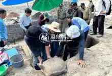 柬埔寨发现12世纪龟石雕像！